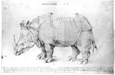 Rhinoceros, 1515 by Albrecht Dürer